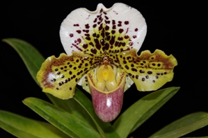 Paphiopedilum Forest Hills Fuente AM/AOS 82 pts.